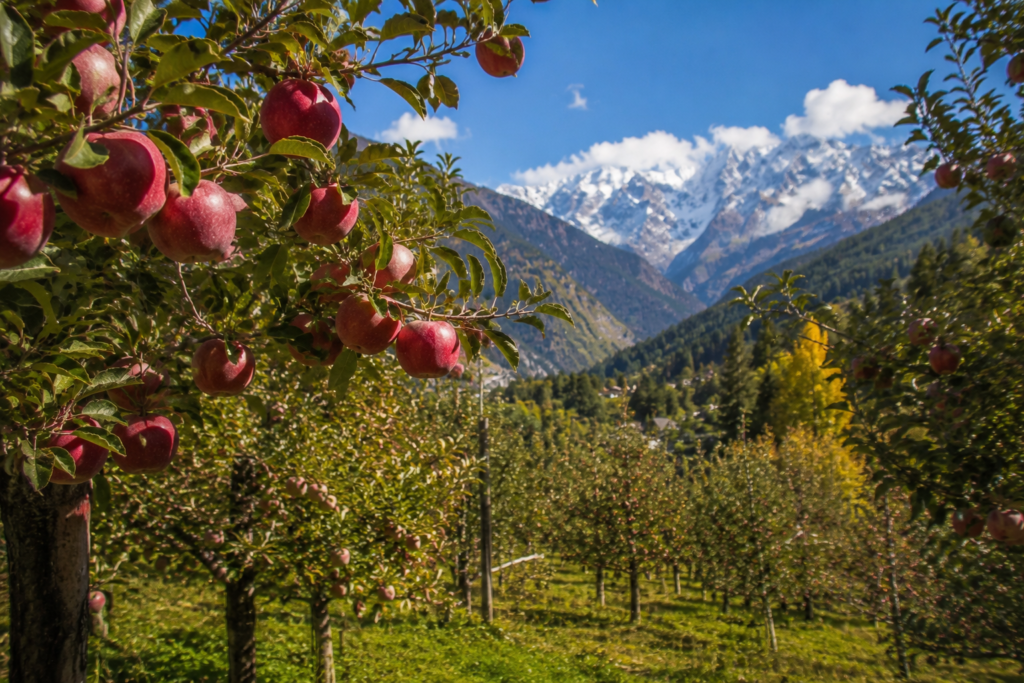 Apple orchards in Harsil Valley Uttarakhand